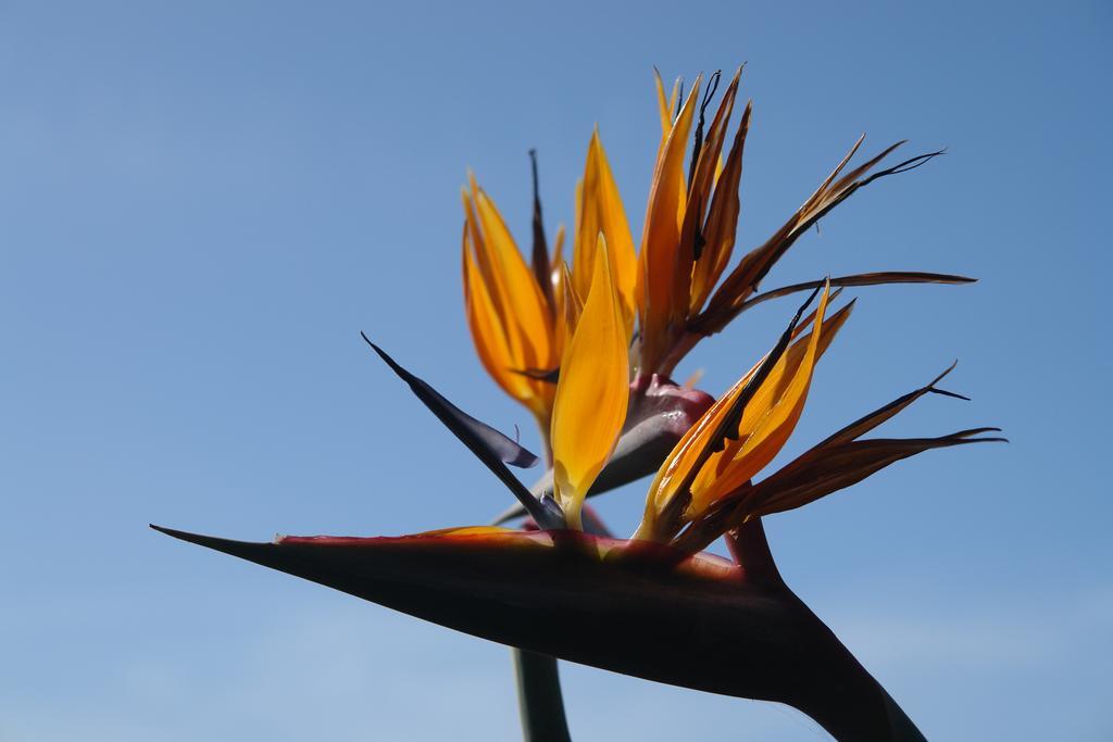 Vila Quinta Sao Goncalo Funchal  Exteriér fotografie